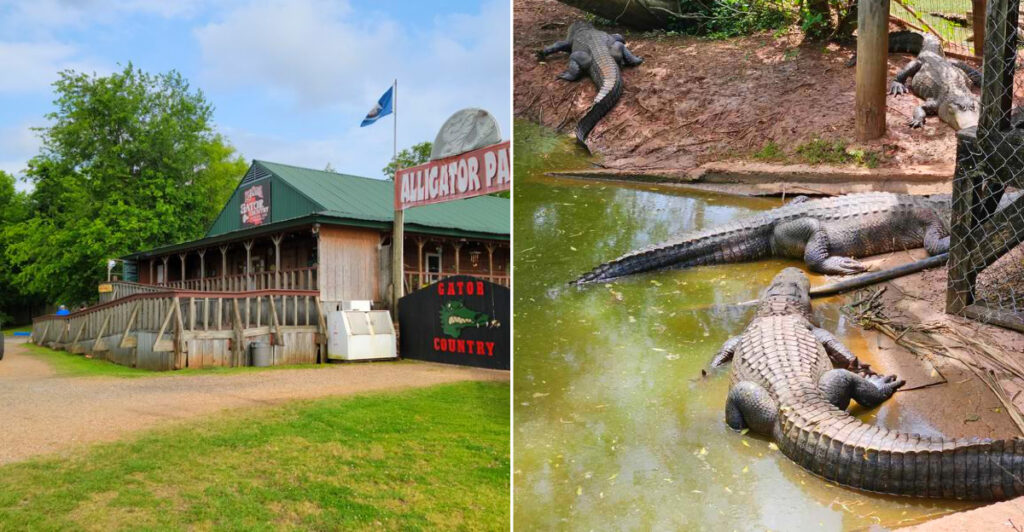 Gator Country Louisiana