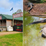 Gator Country Louisiana