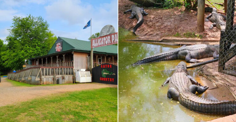Over 250 Alligators Wait At Louisiana’s Most Hands-On Wildlife Destination