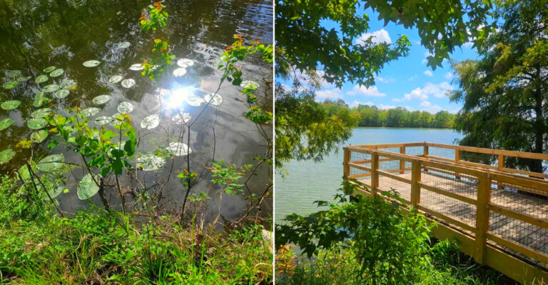 A Boardwalk Trail In Louisiana Winds Through A Refuge Where Alligators Outnumber Visitors