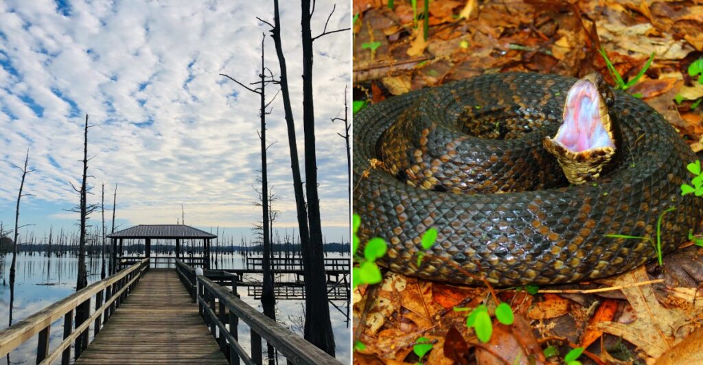 Louisiana Lake Shores and a Cottonmouth