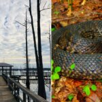 Louisiana Lake Shores and a Cottonmouth