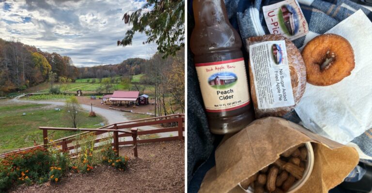 This Georgia Mountain Orchard Comes Alive Every September And Its Fresh Cider Makes The Drive Worth It