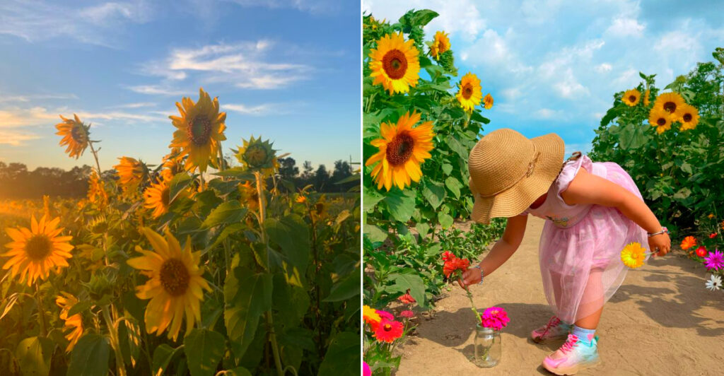 Louisiana Sunflower And Flower Farms
