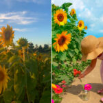 Louisiana Sunflower And Flower Farms