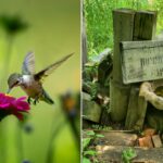 Catahoula Hummingbird and Butterfly Garden