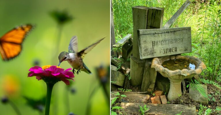 This Louisiana Hummingbird Garden Belongs On Every Fall Birding List This Season