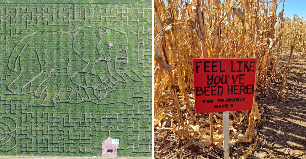 This South Dakota Farm Turns Its Cornfield Into A New Design Each Year