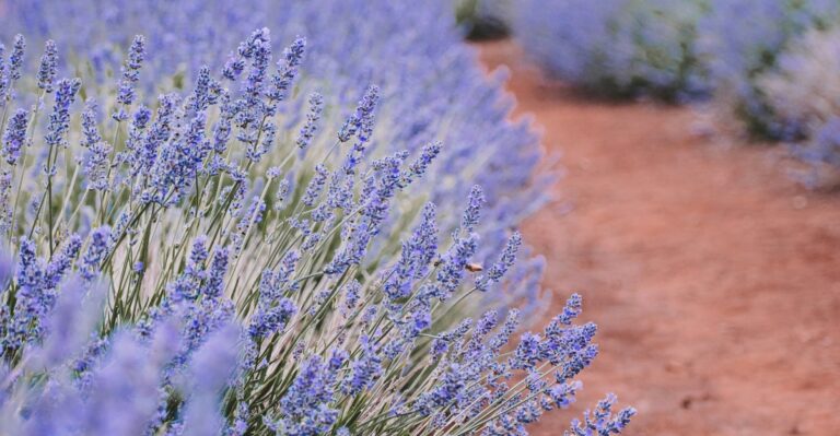 This New Mexico Lavender Farm Turns A Country Drive Into A Bright Seasonal Detour