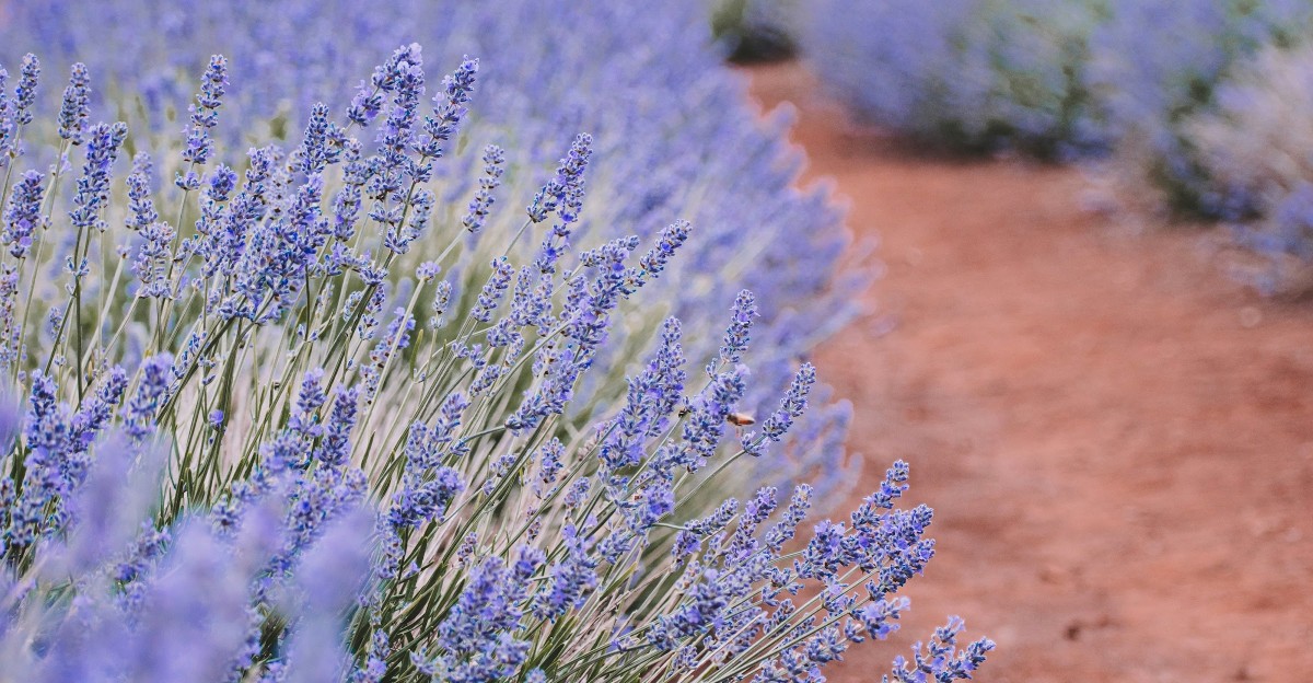 This New Mexico Lavender Farm Turns A Country Drive Into A Bright Seasonal Detour