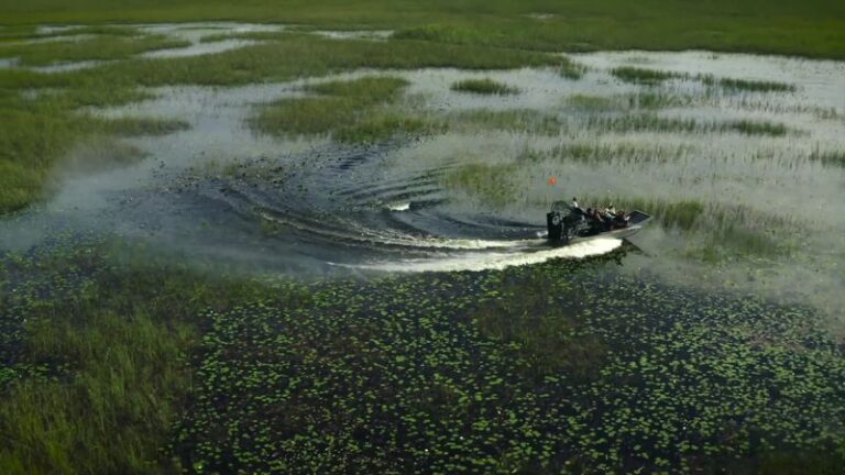 9 Florida Airboat Rides Where You Glide Across the Everglades and Spot Wildlife Up Close