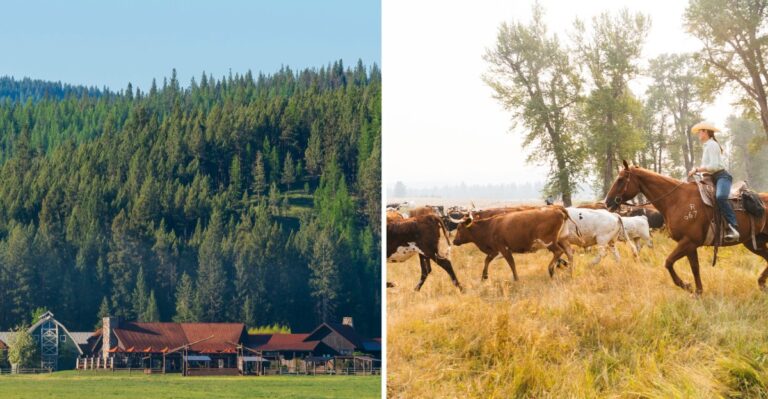 This Montana Ranch Lets Visitors Saddle Up And Join A Real Cattle Drive