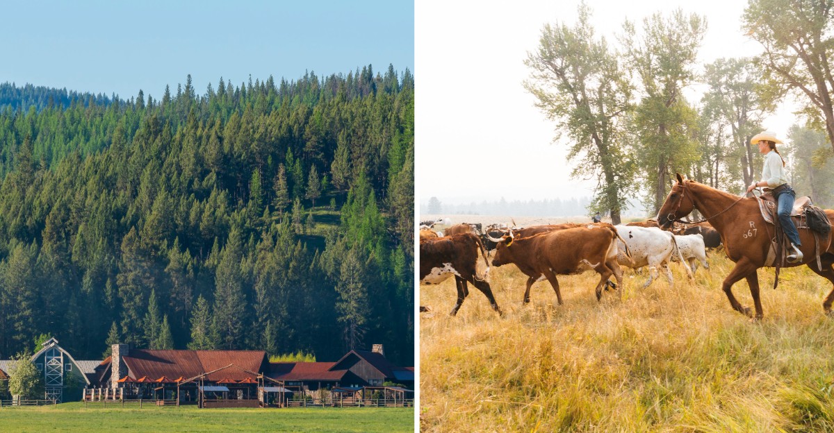 This Montana Ranch Lets Visitors Saddle Up And Join A Real Cattle Drive
