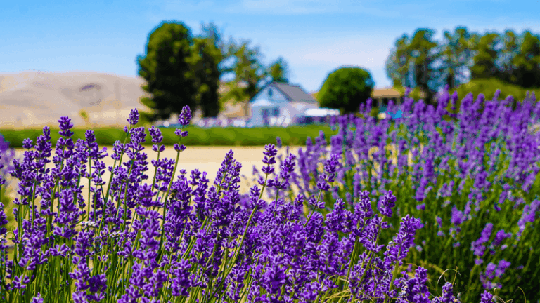 7 California Lavender Farms Where You Can Walk Rows Of Purple Blooms All Summer
