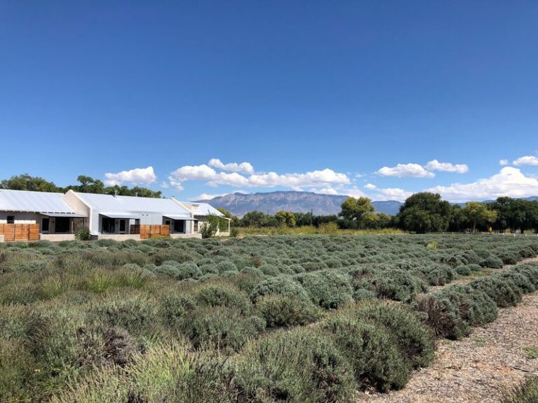 This New Mexico Farm Hides 25 Acres Of Lavender Fields That Feel Worlds Away