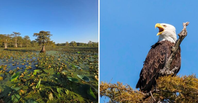 This Tennessee Lake Shore Is One Of The State’s Best Places To Spot Watersnakes