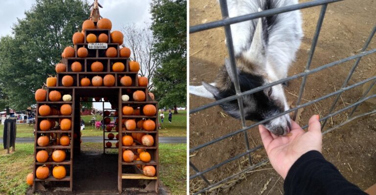 This Maryland Farm Festival Fills Fall Weekends With Hayrides, Pumpkins And Barnyard Animals