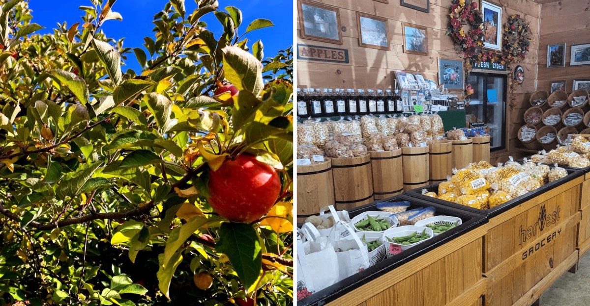 This Hidden Tennessee Apple Orchard Belongs On Your Fall List Before The Season Is Gone