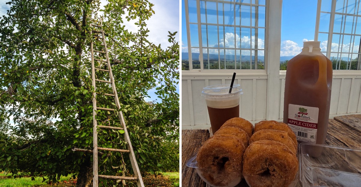 This Virginia Apple Orchard Keeps Fall Old-School And Brings Visitors Back Every October
