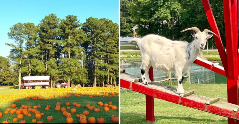 This North Carolina Pumpkin Farm Turns Every Fall Visit Into An All-Day Adventure