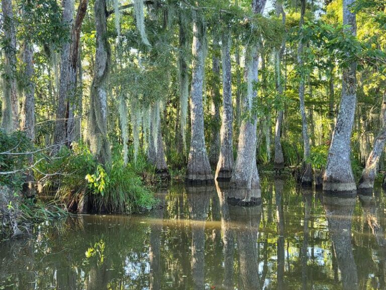 9 Louisiana Swamp Tours Where You Drift Right Past Alligators And Ancient Cypress