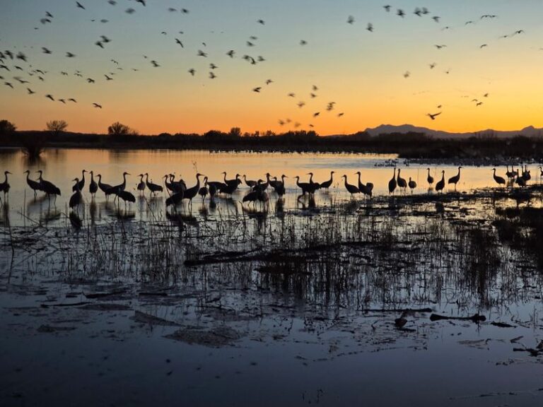 Thousands Of Sandhill Cranes Gather At This Quiet New Mexico Refuge Most Winter Bird Lovers Overlook