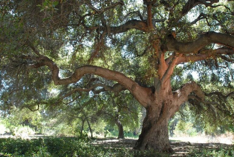 7 California Botanical Gardens Where You Can Wander Beneath Blooming Trees All Afternoon