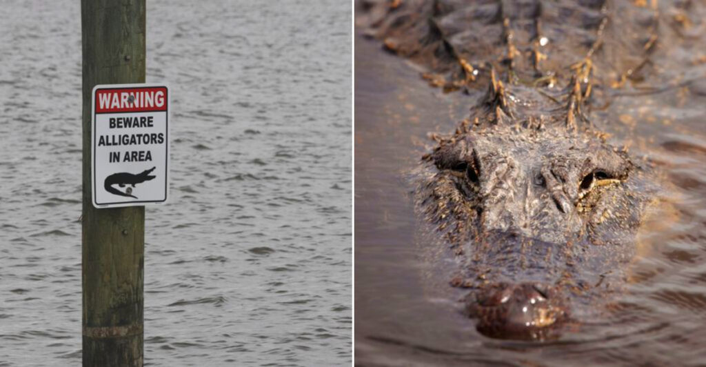 Alligator Park