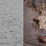 Alligator Park
