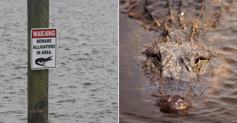 This Under-The-Radar Louisiana Park Might Be The Best Place To See An Alligator In The Wild