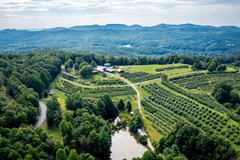 Here’s Why 8 North Carolina Apple Orchards Draw Families Every Fall For Pick-Your-Own Rows