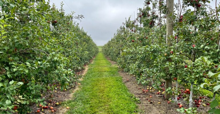We Found The Most Gorgeous Apple Orchard In Kansas And It Is A Fall Dream