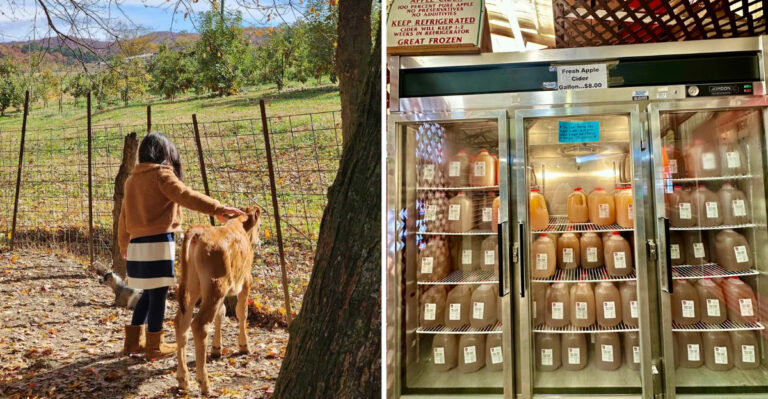 This Georgia Fall Farm Market Draws Crowds For Fresh Cider, Apple Picking And Hay Rides