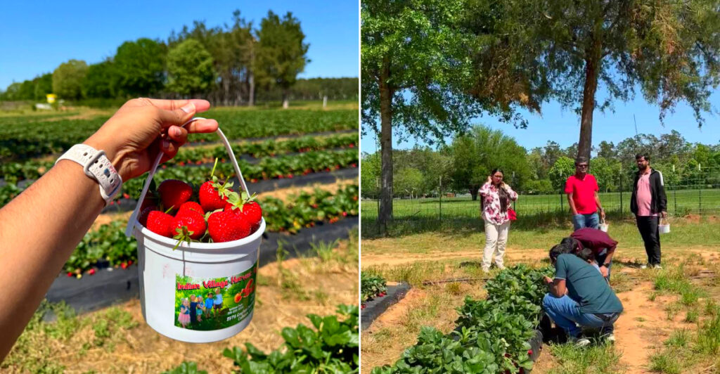 Indian Village Harvest Farm