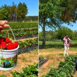 Indian Village Harvest Farm