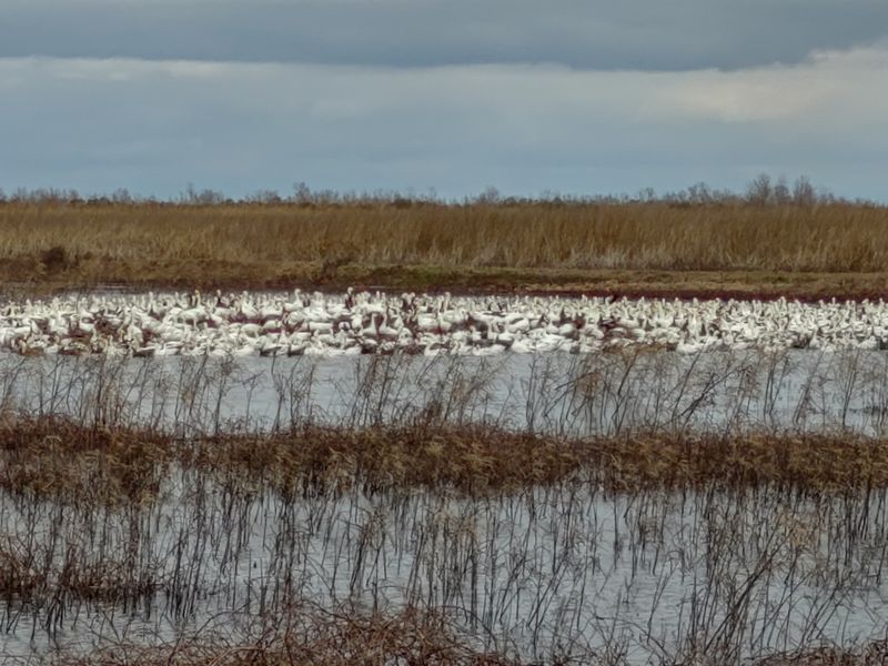 Every Fall, Thousands Of Migrating Birds Fill This Louisiana Refuge For A Sight Worth Planning Around