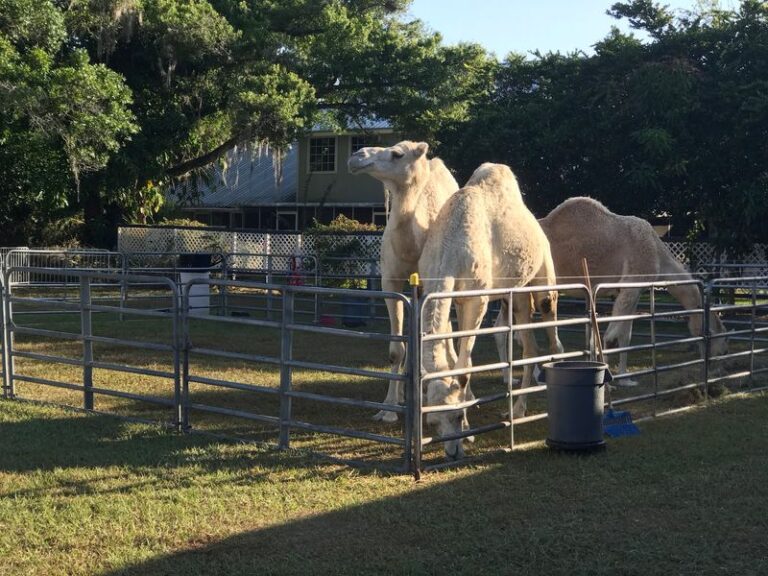 Road-Trippers Keep Pulling Off the Highway for the Gator Tail at This Florida Swamp Shack