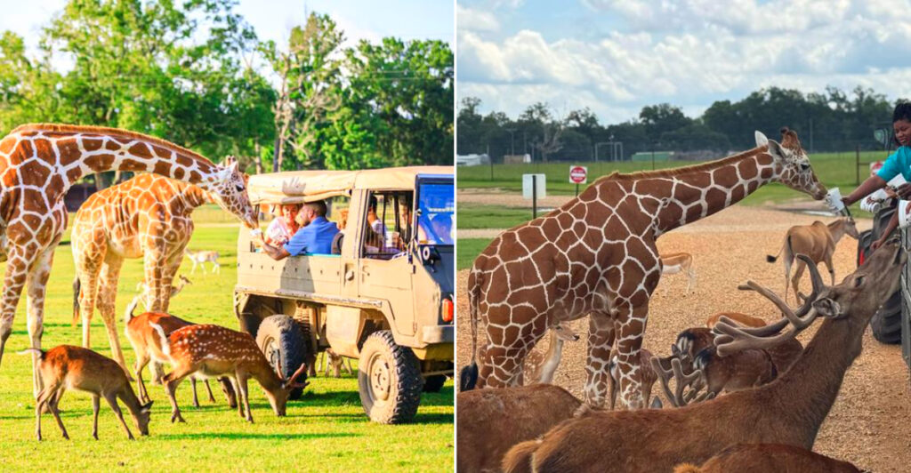 Global Wildlife Center