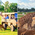 Global Wildlife Center