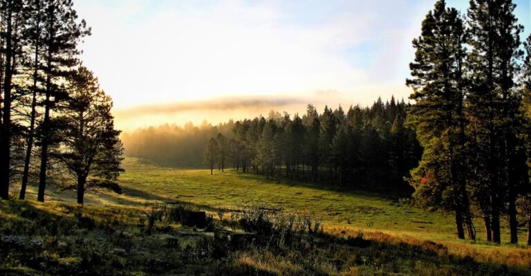 This New Mexico Campground Is One Of The Best Places To Hear Wild Elk Bugling This Fall