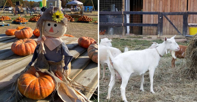 This Massive Tennessee Pumpkin Farm Can Easily Fill An Entire Fall Saturday