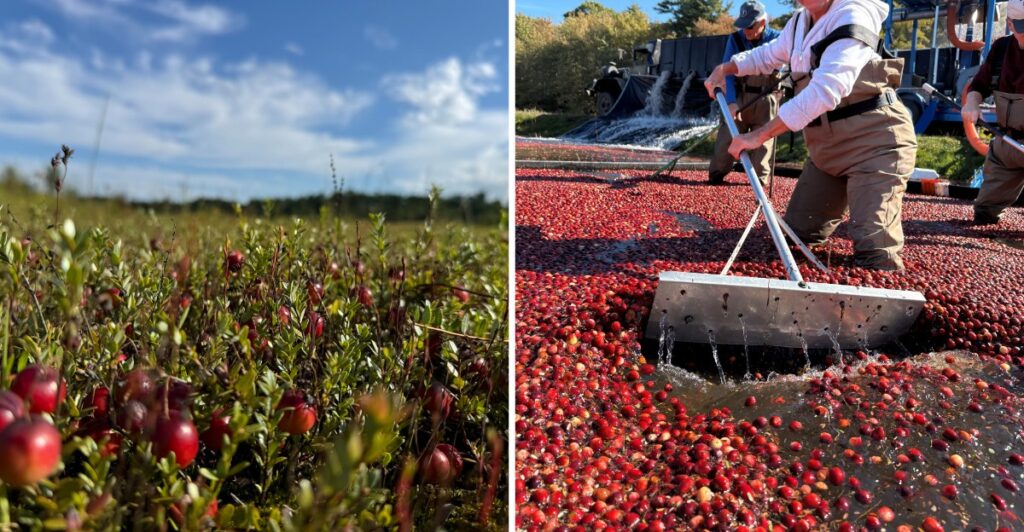 This Massachusetts Cranberry Bog Turns Bright Red Every October And Most Travelers Never See It