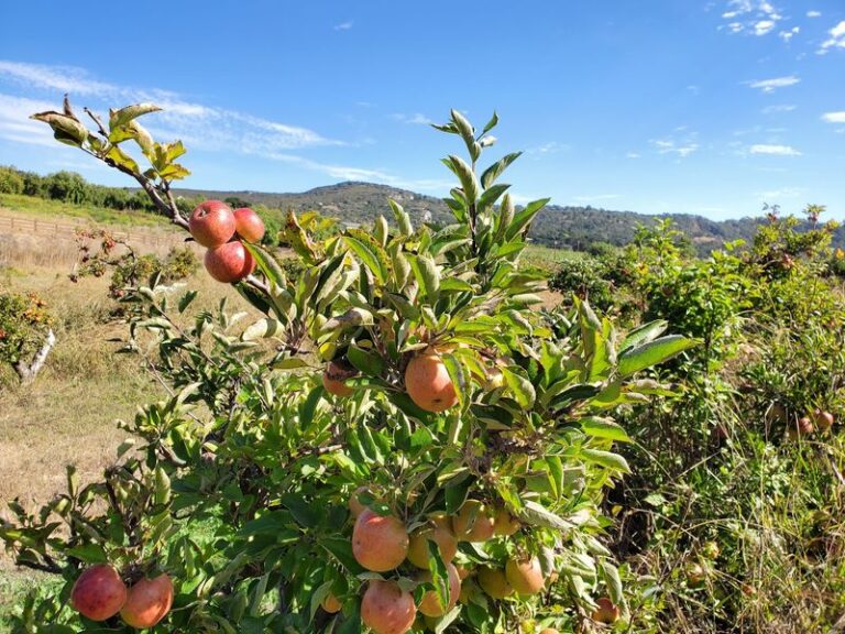 Here Are 8 Unassuming California Apple Orchards Where You Fill A Basket Straight From The Tree