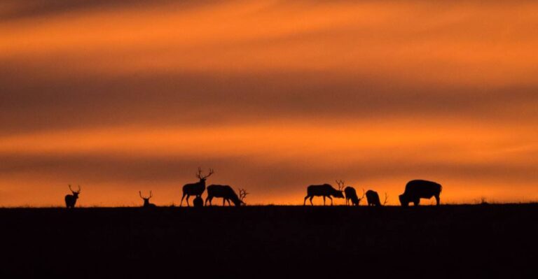 This Kansas Wildlife Refuge Is One Of The Best Places To Hear Wild Elk Bugling This Autumn