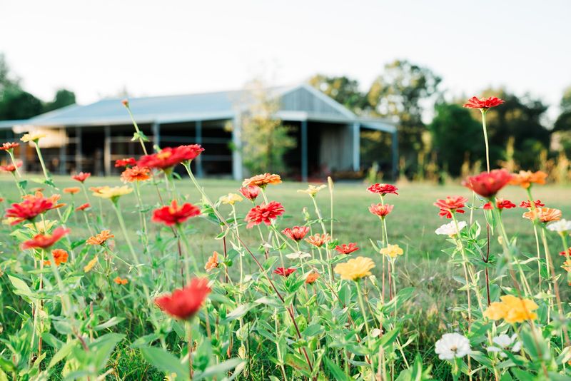 This Louisiana Flower Farm Turns a Country Drive Into a Bright Seasonal Detour