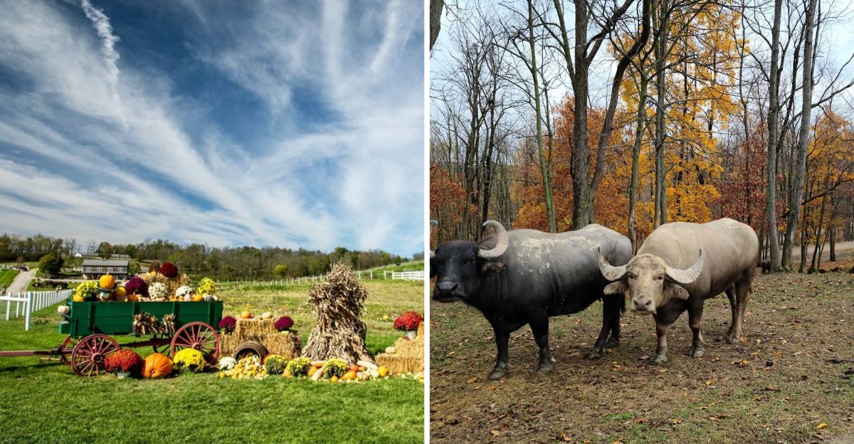 This Ohio Amish Country Drive Becomes Even More Beautiful When Fall Colors Hit Their Peak
