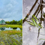 Black Bayou Lake National Wildlife Refuge