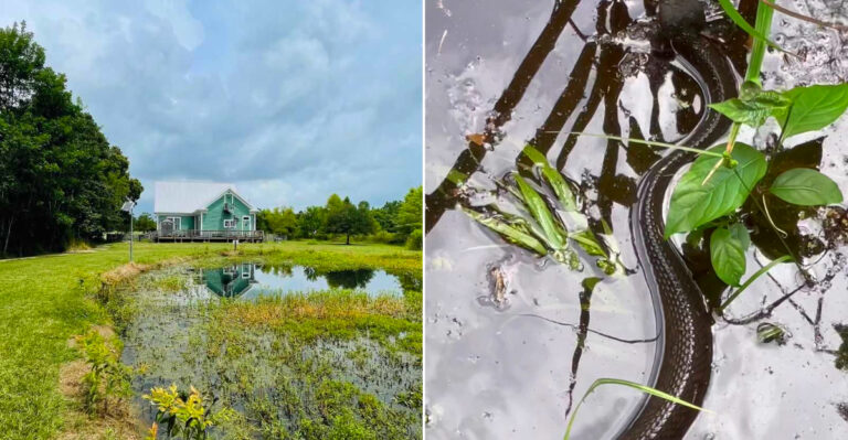 This Louisiana Bayou Has Become Too Snake-Infested For Its Own Good