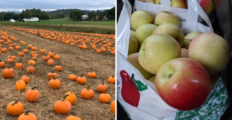 This Virginia Farm Stand Becomes The County’s Busiest Stop The Moment Apple Season Arrives