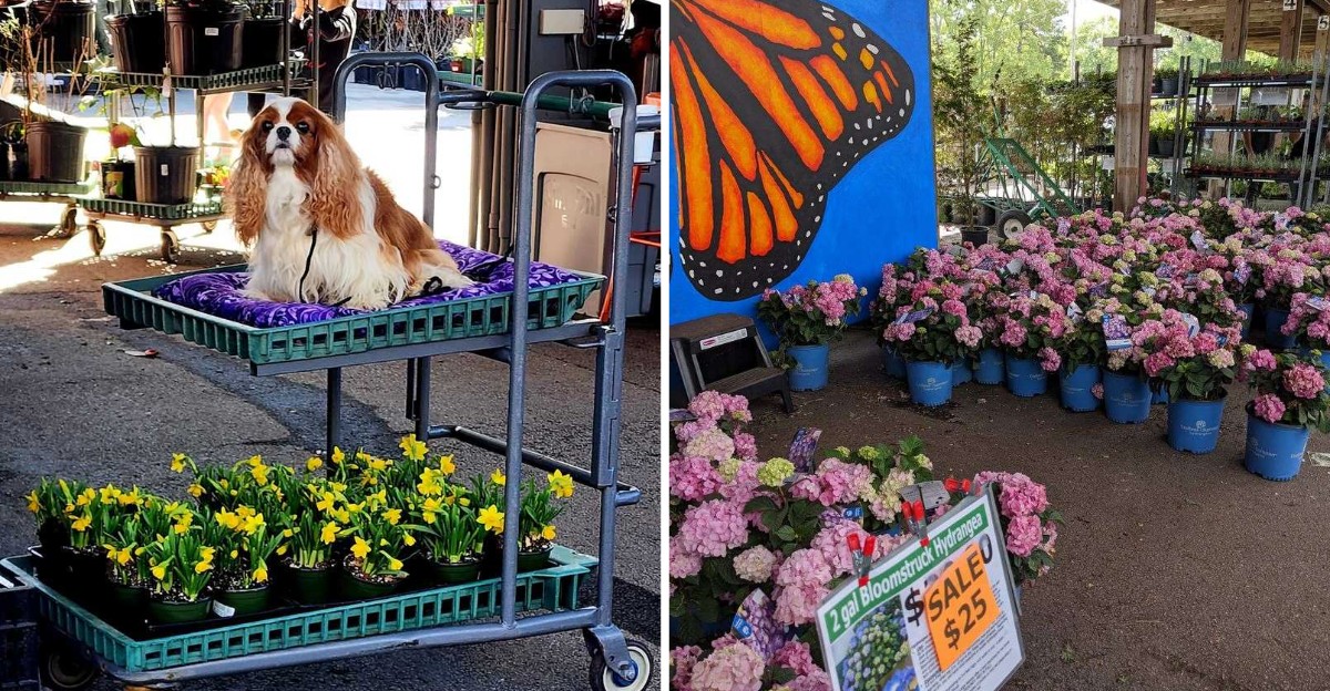 This Georgia Garden Outlet Is Packed With Cheap Plants And Outdoor Finds Gardeners Love